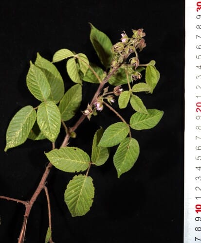 Rubus peruvianus — photo