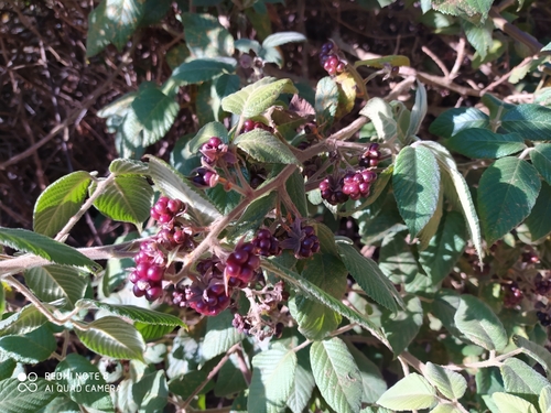 Rubus peruvianus