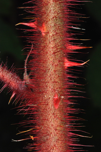 Rubus phoenicolasius (Japanese wineberry) — photo