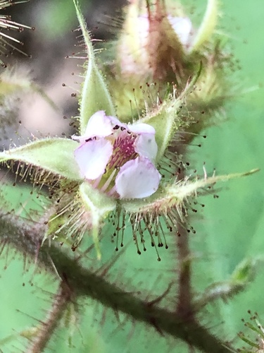 Rubus phoenicolasius (Japanese wineberry) — photo
