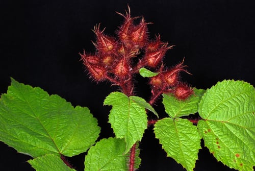 Rubus phoenicolasius