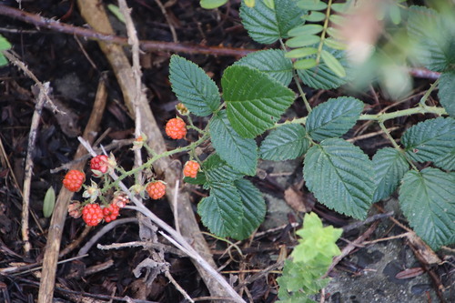 Rubus pinnatus (South African raspberry) — photo