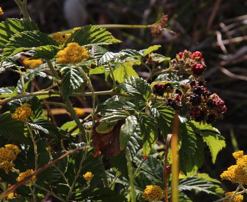 Rubus pinnatus (South African raspberry) — photo