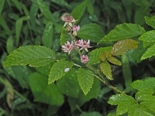 Rubus pinnatus