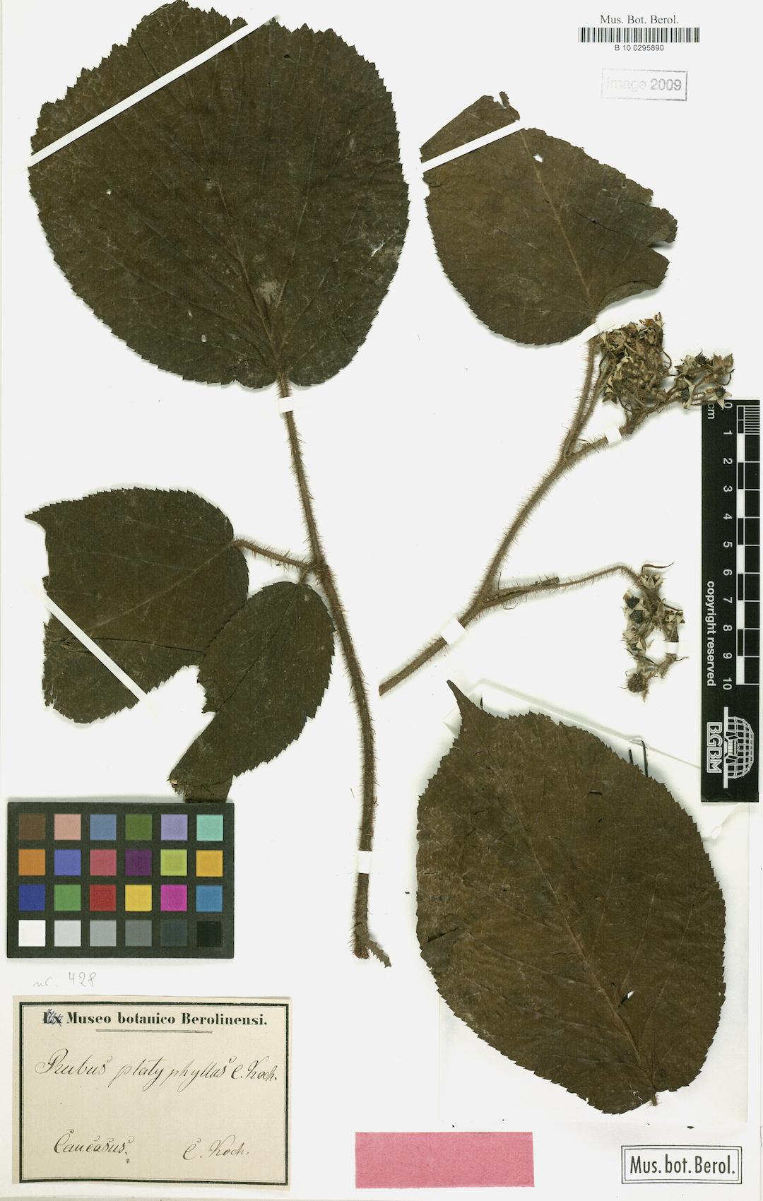 Rubus platyphyllus — photo