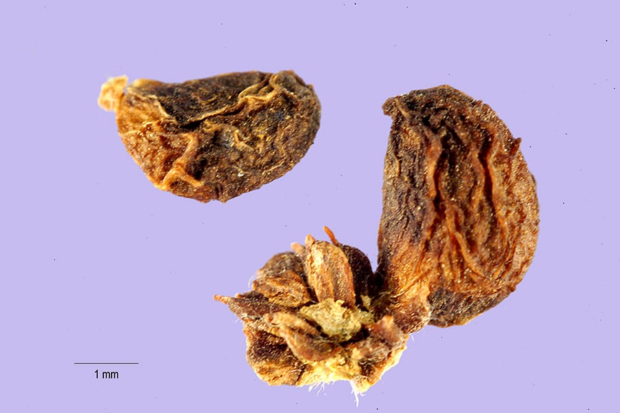 Rubus platyphyllus