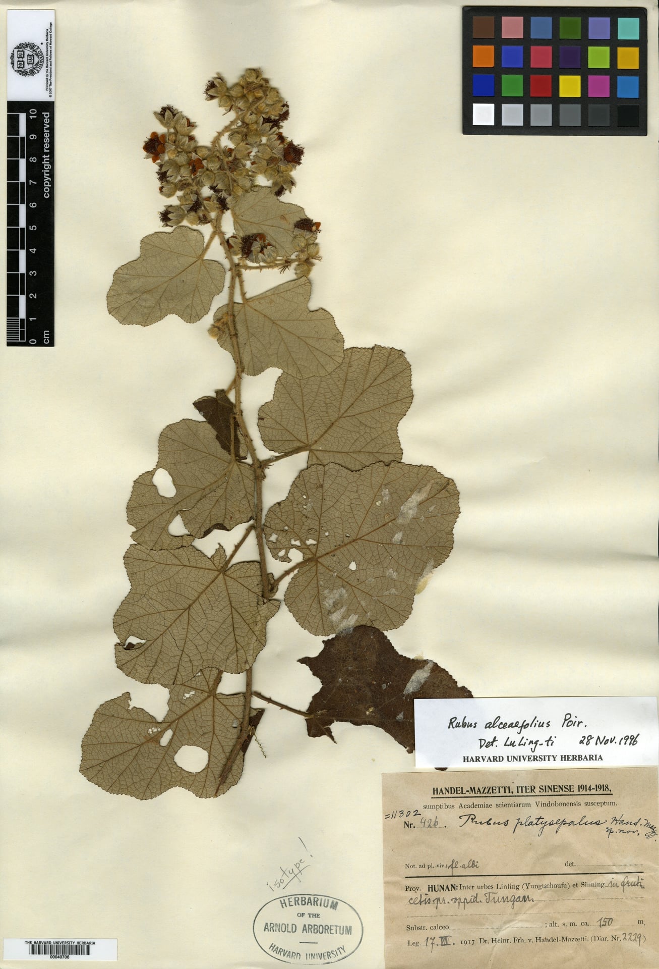 Rubus platysepalus