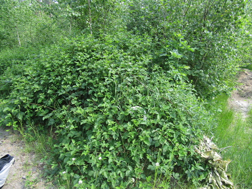 Rubus plicatus — photo