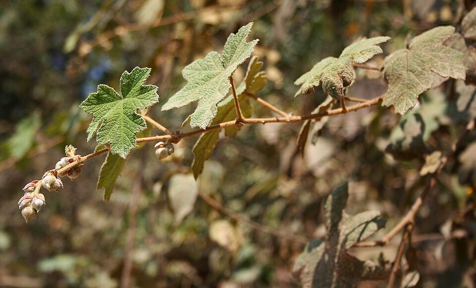 Rubus pluribracteatus — photo