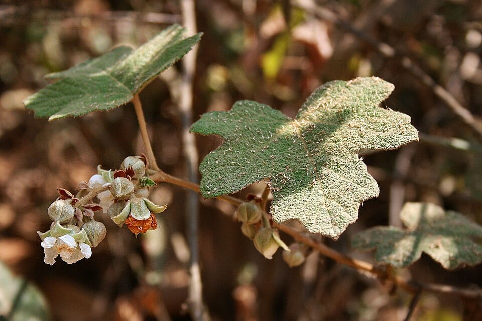 Rubus pluribracteatus