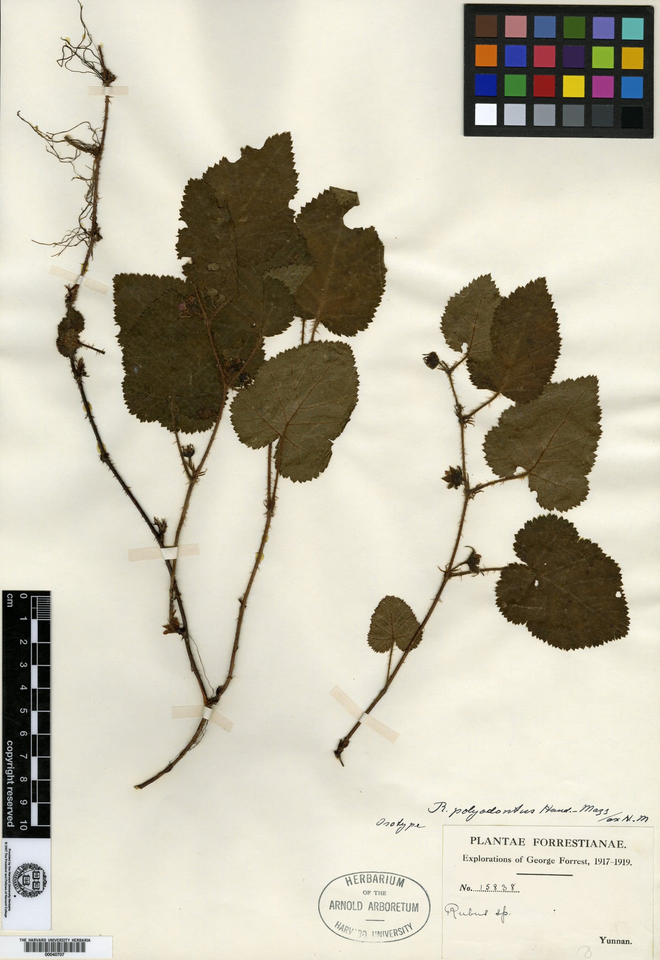 Rubus polyodontus