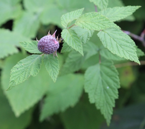 Rubus pringlei — photo