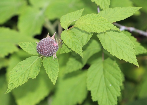 Rubus pringlei — photo
