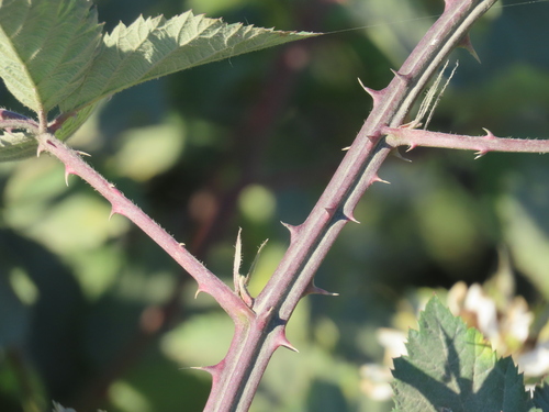 Rubus procerus (Himalaya-berry) — photo