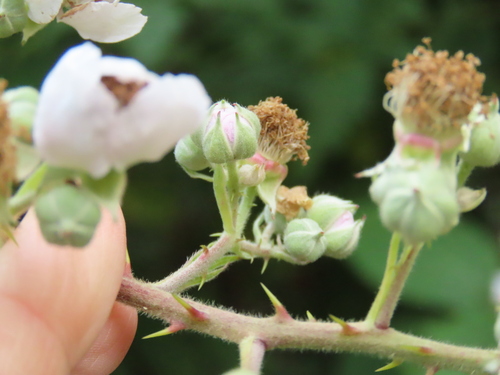 Rubus procerus (Himalaya-berry) — photo