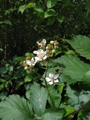 Rubus procerus