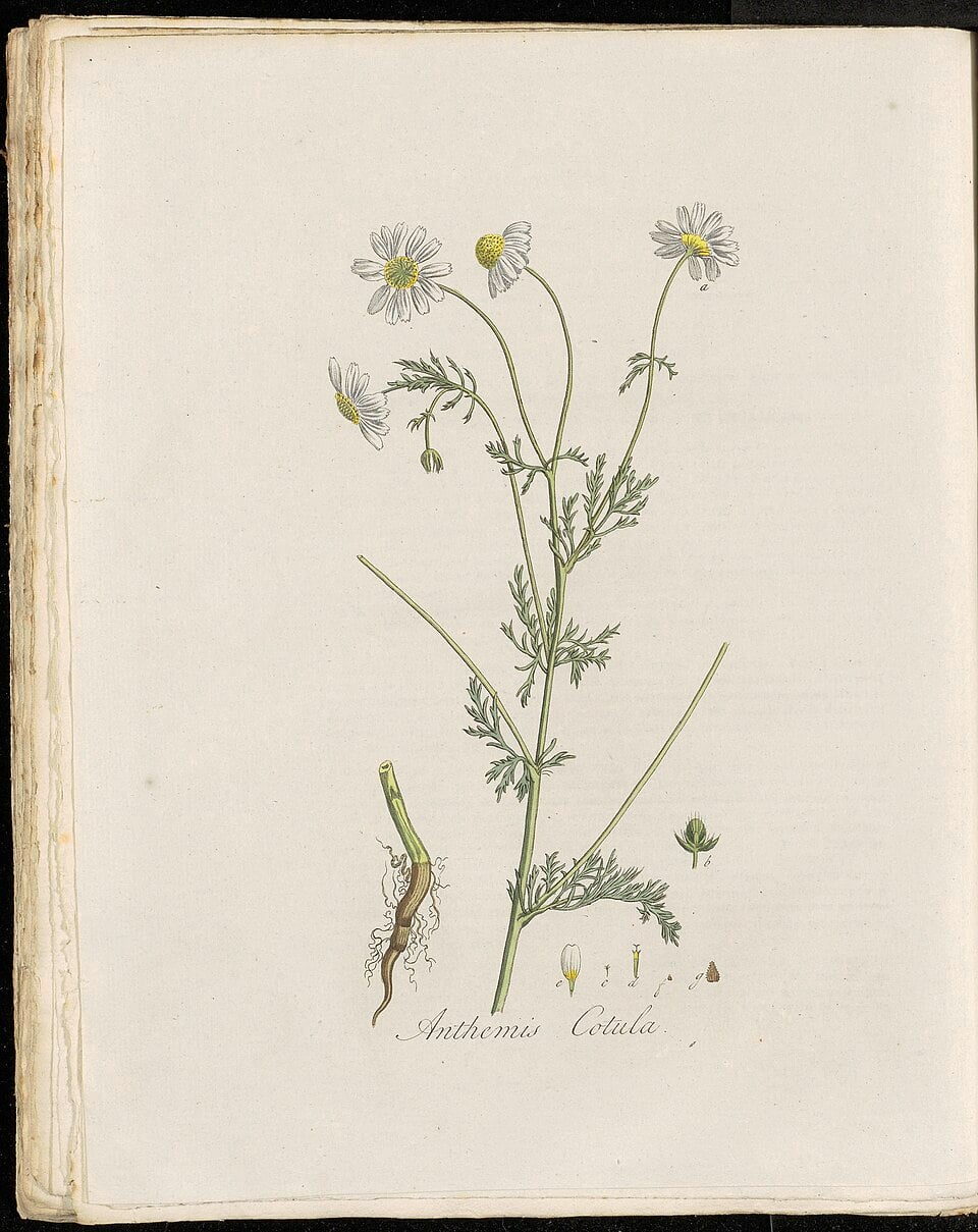 Rubus pseudoacer — photo
