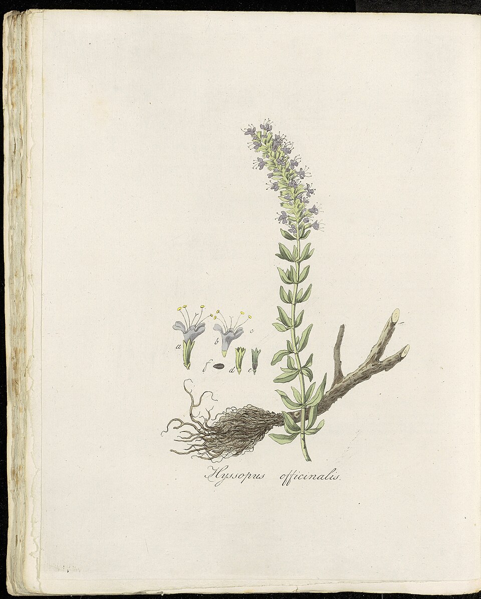 Rubus pseudoacer