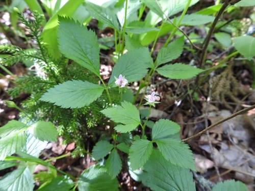 Rubus pubescens (Dwarf red blackberry) — photo