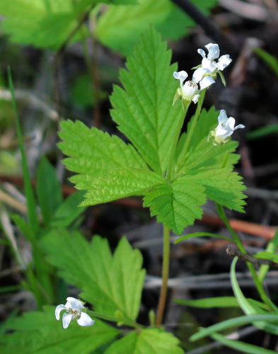 Rubus pubescens