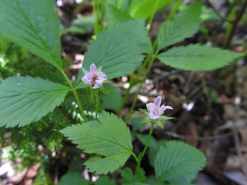 Rubus pubescens (Dwarf red blackberry) — photo