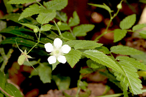 Rubus queenslandicus (Rose-leaf bramble) — photo