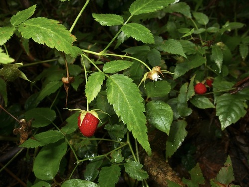 Rubus queenslandicus