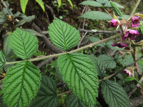 Rubus racemosus — photo