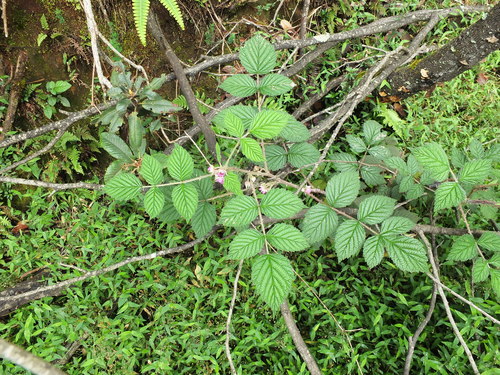 Rubus racemosus — photo