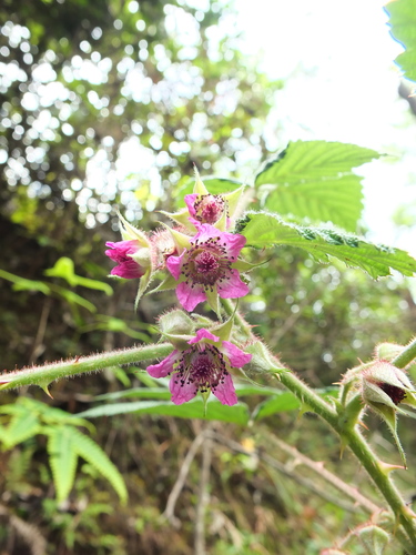 Rubus racemosus