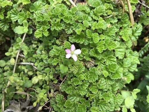 Rubus radicans — photo