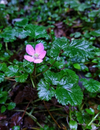 Rubus radicans