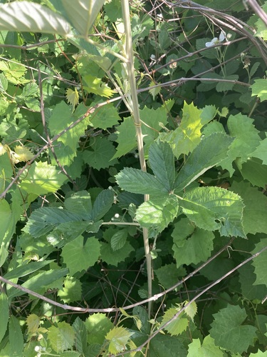 Rubus randolphiorum