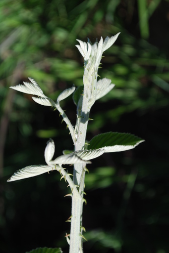 Rubus rigidus (African bramble) — photo