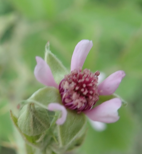 Rubus rigidus