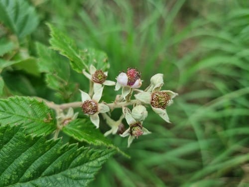 Rubus rigidus (African bramble) — photo