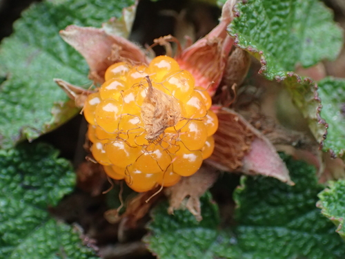 Rubus rolfei