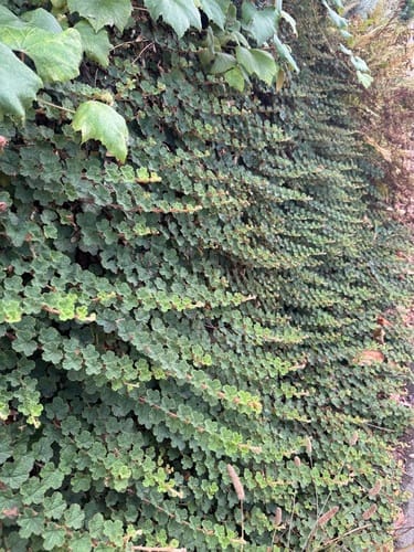 Rubus rolfei (Dutung) — photo
