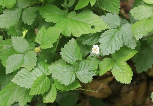 Rubus roribaccus (North American Dewberry) — photo