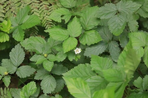 Rubus roribaccus (North American Dewberry) — photo