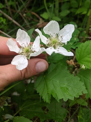 Rubus roribaccus