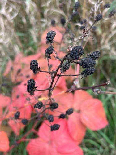 Rubus rosa (Rose Blackberry) — photo