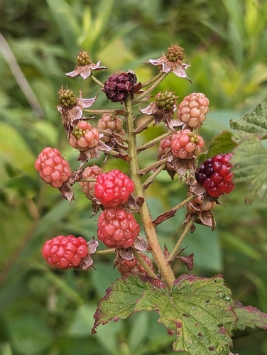 Rubus rosa