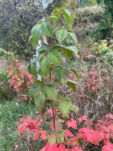 Rubus rosa (Rose Blackberry) — photo