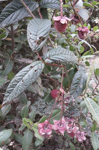 Rubus roseus (Andes blackberry) — photo