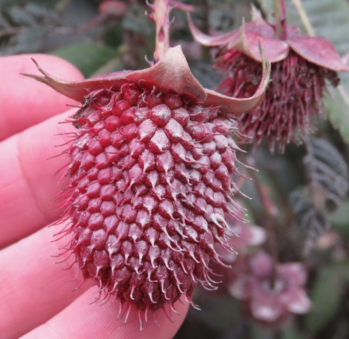 Rubus roseus (Andes blackberry) — photo