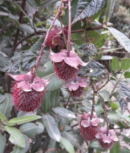Rubus roseus
