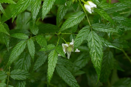 Rubus rosifolius (Rose-leaf bramble) — photo
