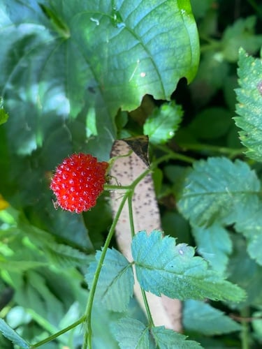 Rubus rosifolius (Rose-leaf bramble) — photo
