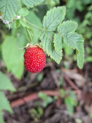Rubus rosifolius (Rose-leaf bramble) — photo